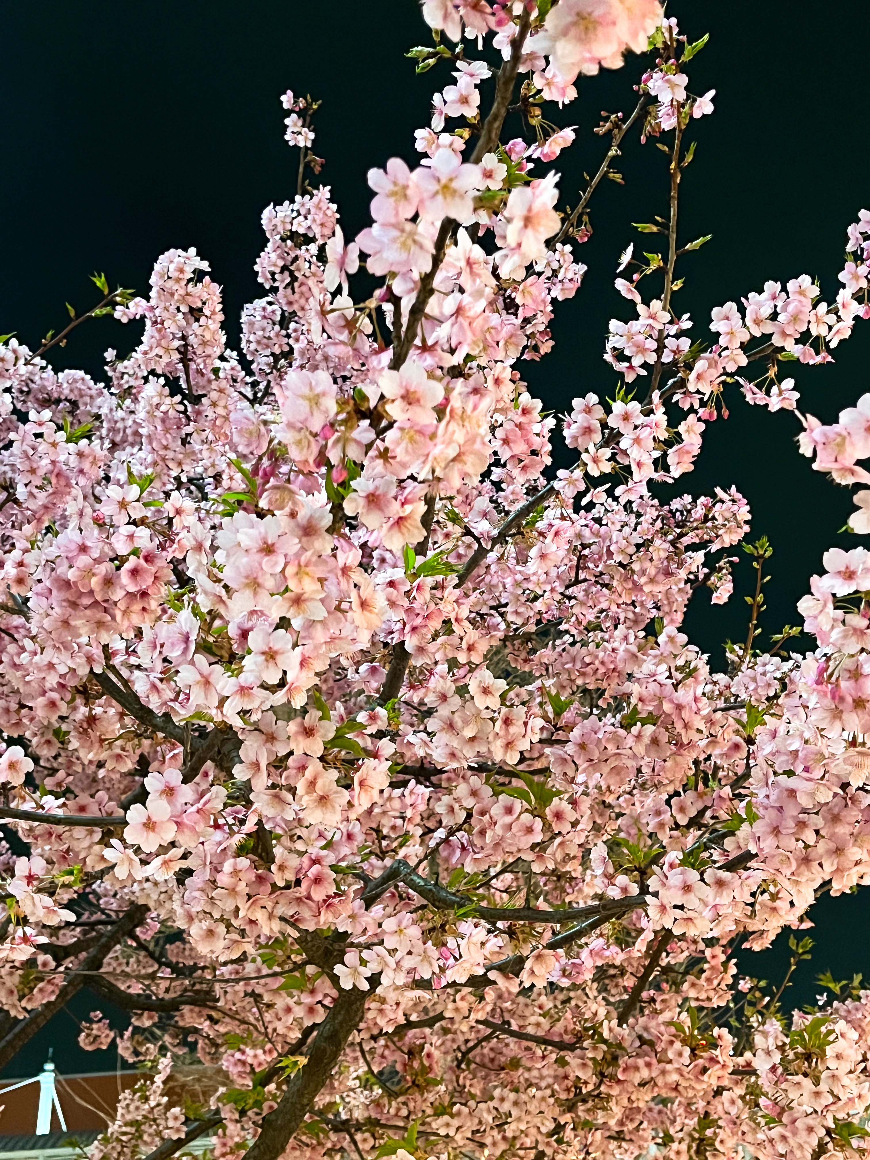 帰り道で見つけた、春の合図