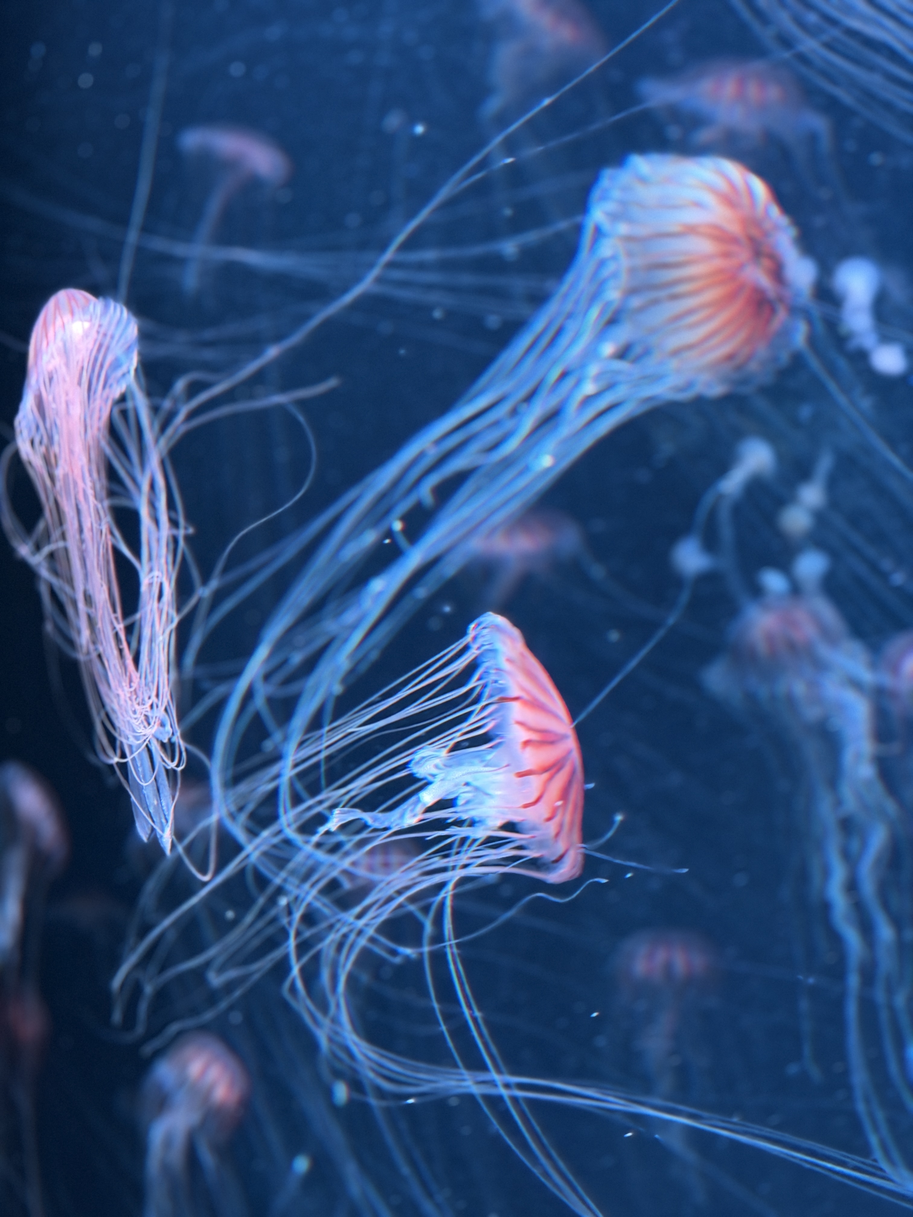 挨拶の女神・チョリース