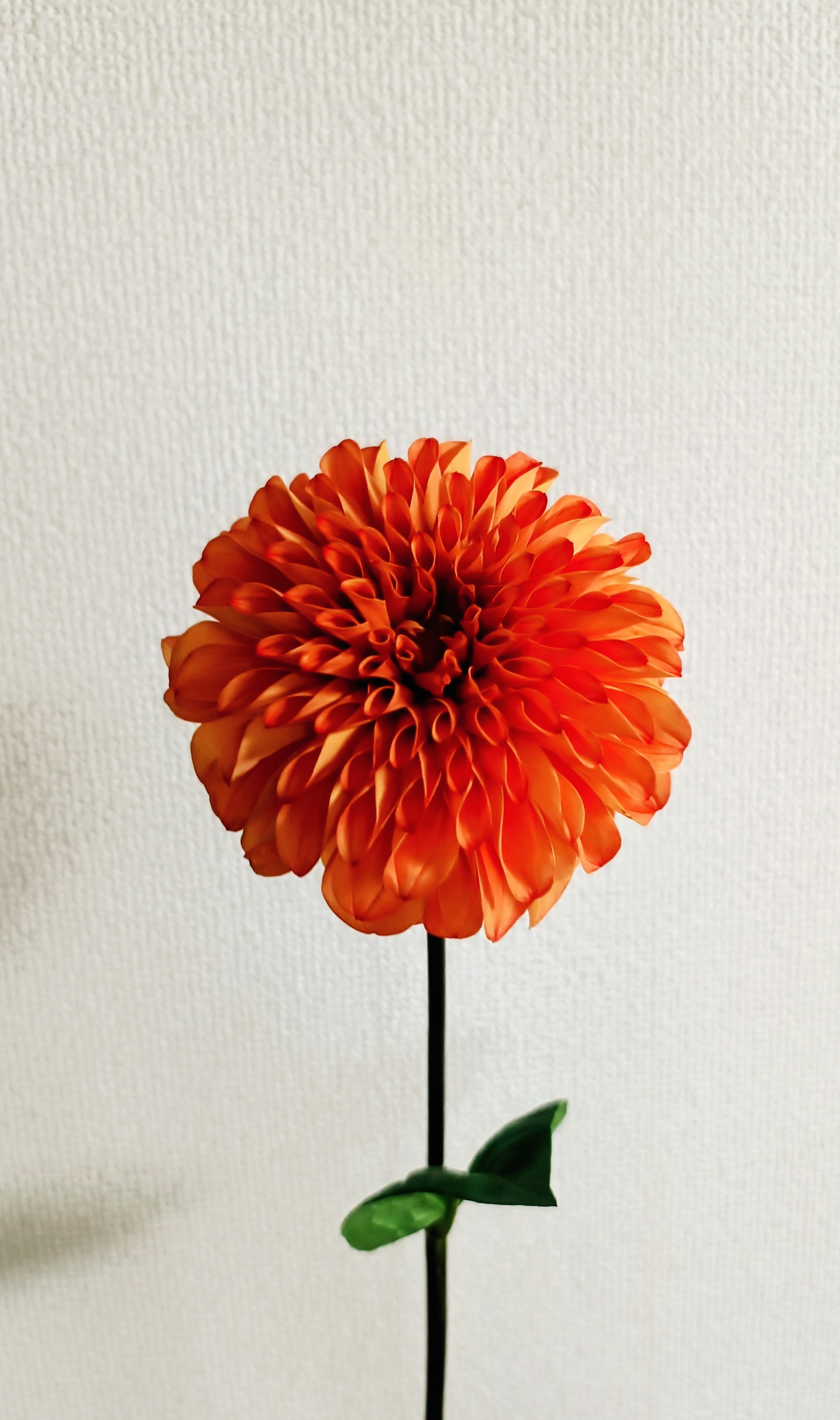 お花をいただきました