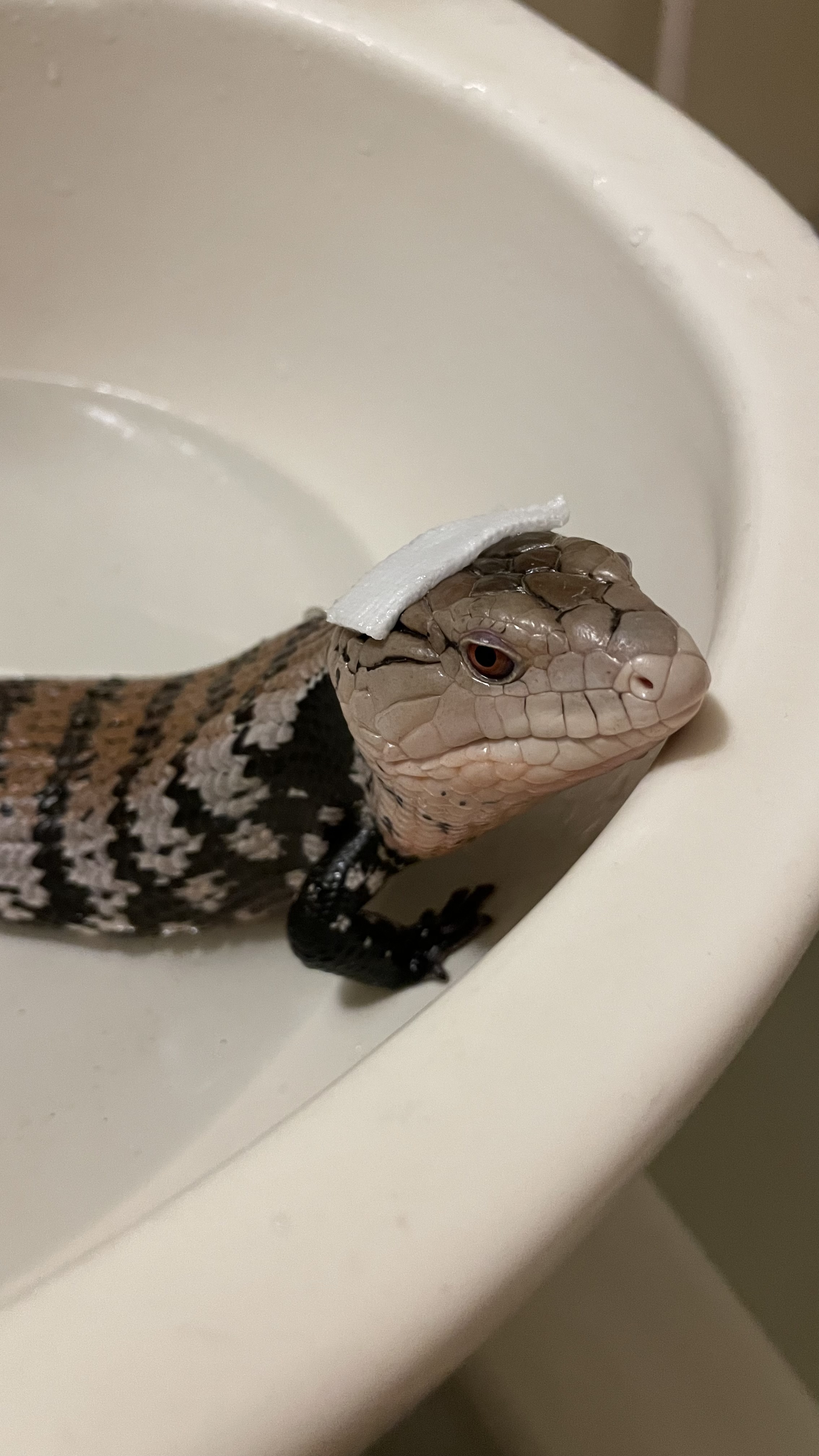 ツチノコの話