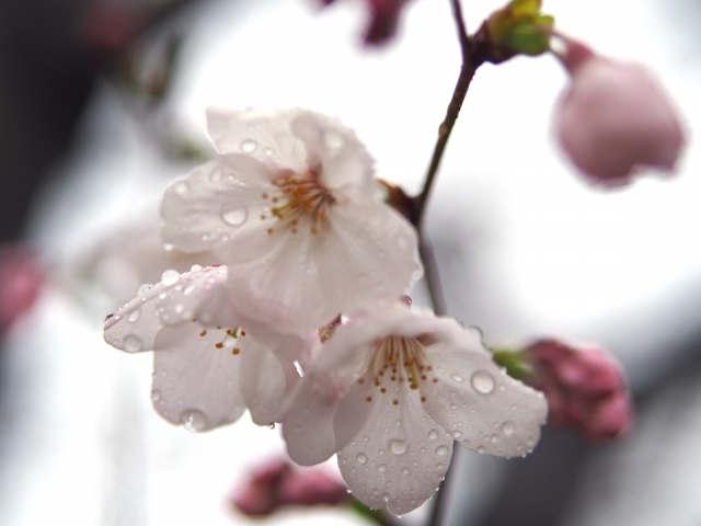 催花雨