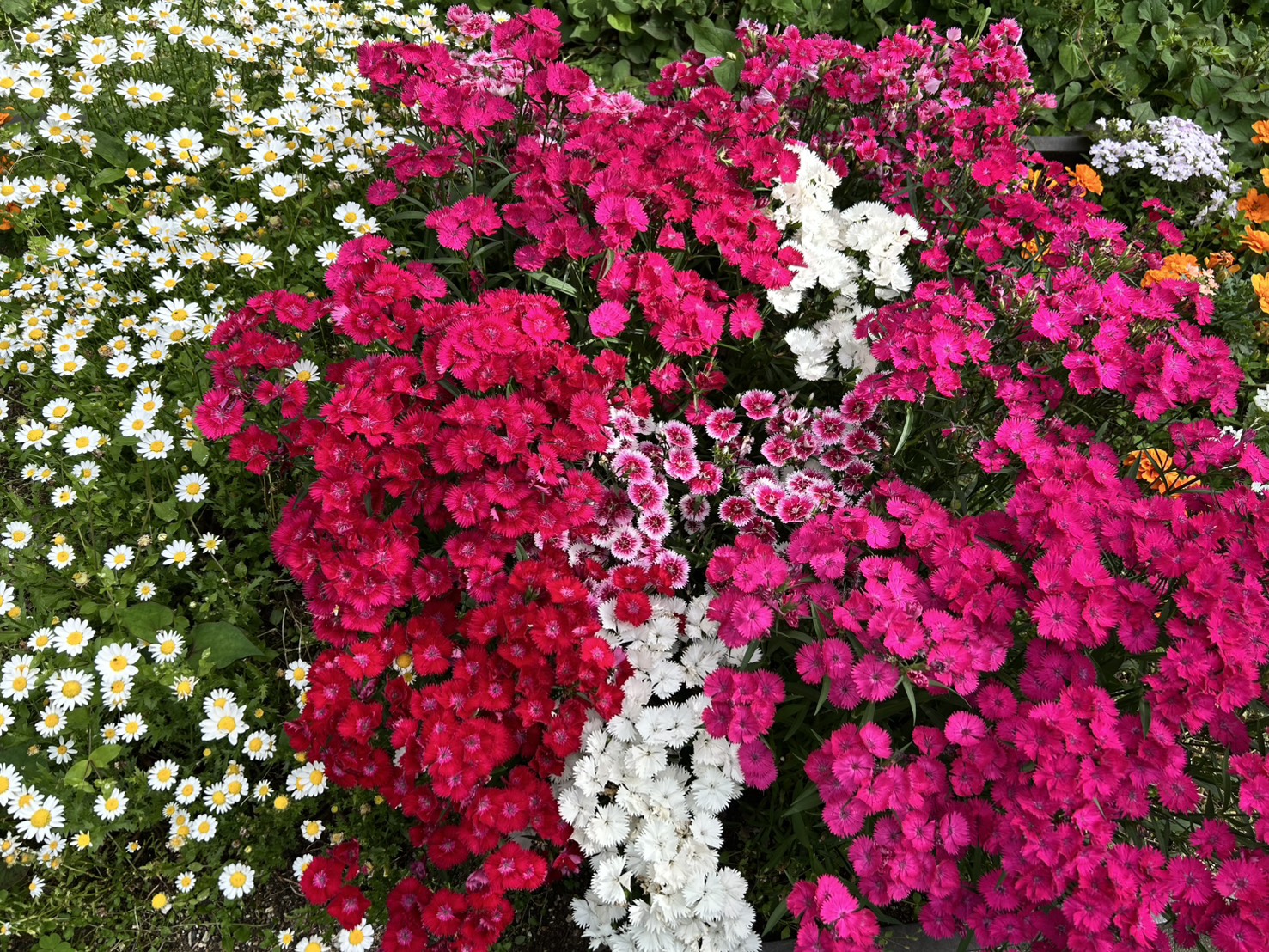 花を愛する、どこかの誰かへ