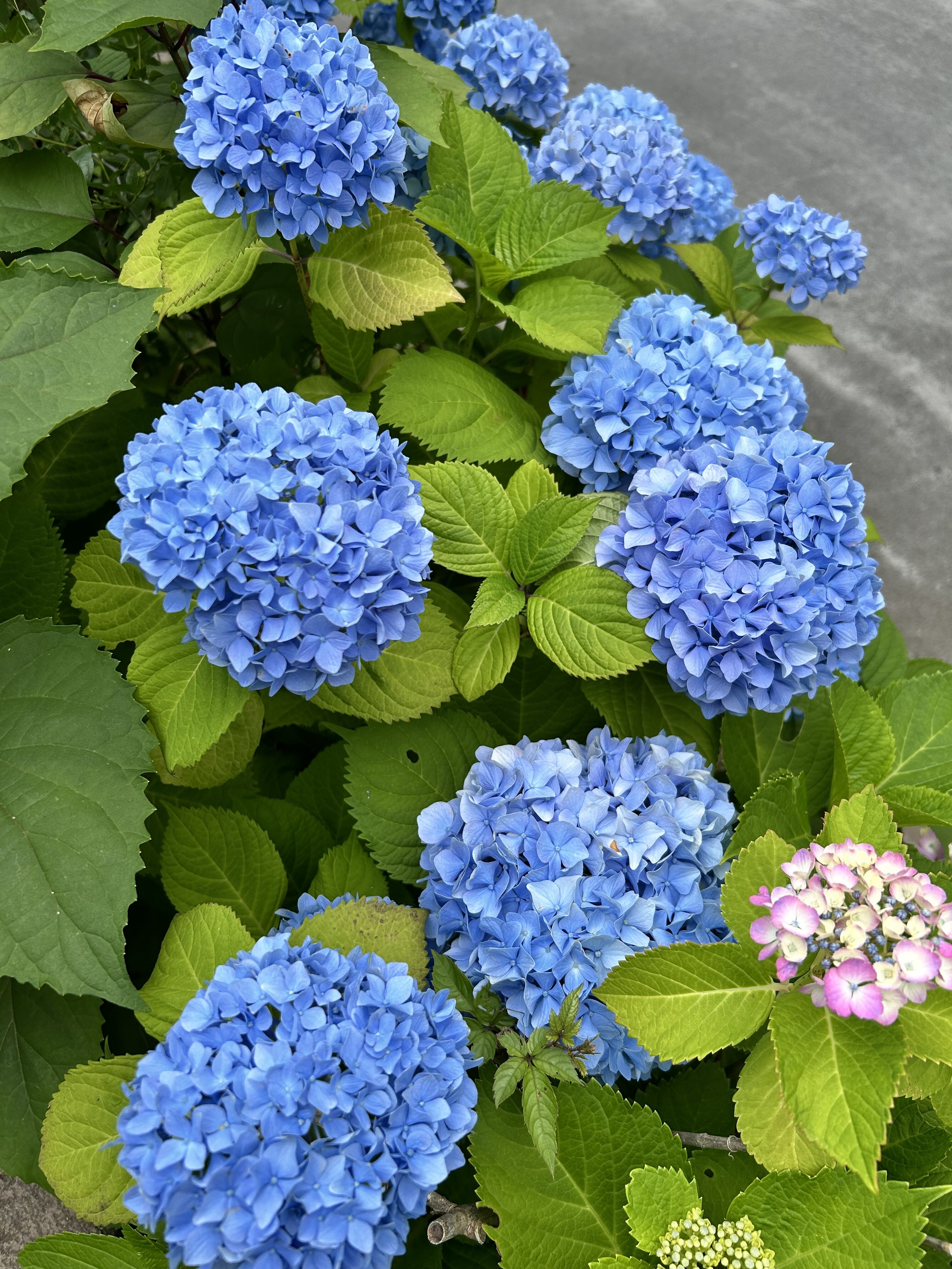 6月はじまった！